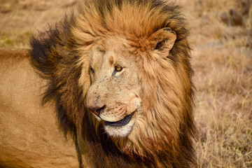 Male lion