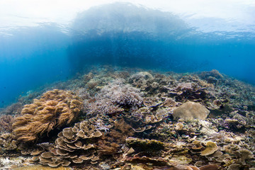 Healthy reef in Indonesia