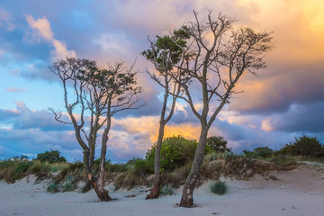 trees and sunset in the cloudy sky