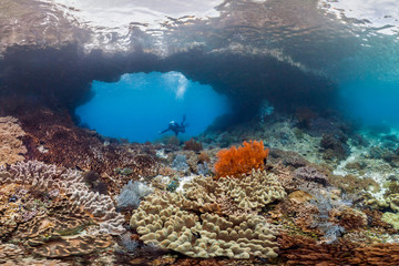 Coral reef in Raja Ampat © The Ocean Agency