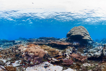 American samoa reefscape with large coral head