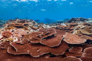 Healthy table coral in American Samoa