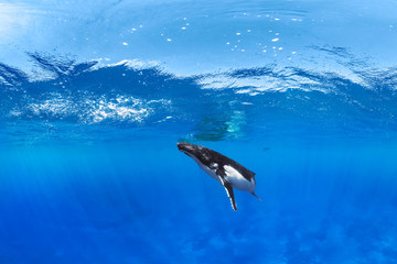 Underwater photo of a humpback whale at surface in blue wate © The Ocean Agency