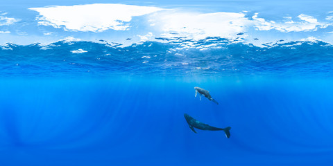 Mother and calf humpback © The Ocean Agency