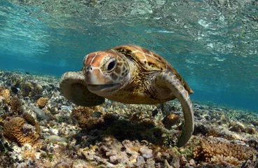 Fotobehang Turtle faces the camera © The Ocean Agency