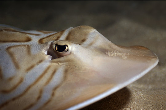 Stingray eyes