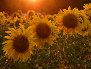 beautiful field with blooming sunflowers at sunset