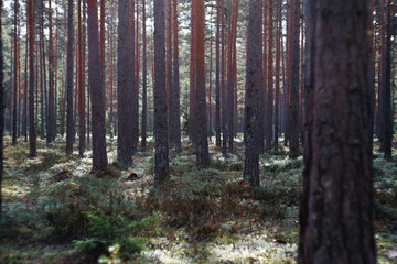 Fototapeta premium Forest on sunny day