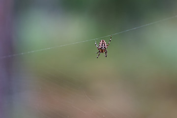 Spide on the net spider web