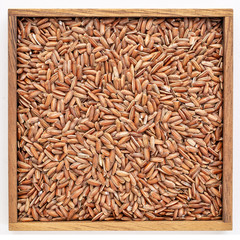 brown rice grain in wooden box