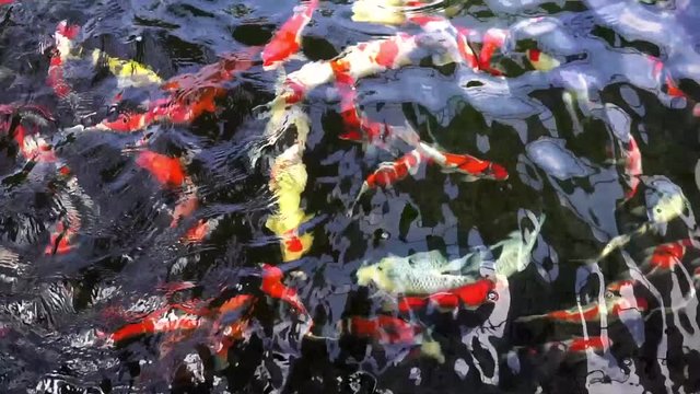 Slow motion Koi Carp,Top view Group of Japanese fish underwater feeding food in Koi Pond.Carp fish is the beautiful and colourful freshwater fish and popular pet in home.