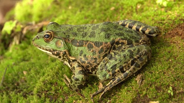Close-up of a Caucasian frog Pelophylax ridibundus green with large eyes resting on the shore of a wild lake in autumn in the foothills of the North Caucasus