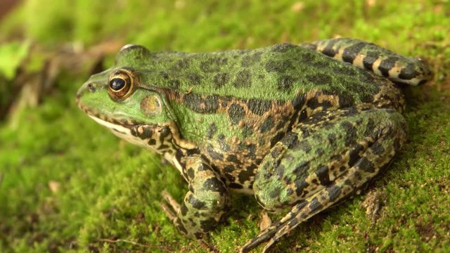 Close-up of the Caucasian lake frog Pelophylax ridibundus resting on the shore of a wild lake in autumn in the foothills of the North Caucasus