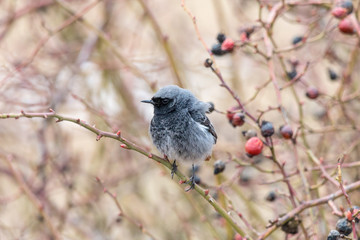 Black redstart sitting on wild rose bush with red berries on blurred background. Tithy's redstart, blackstart or black redtail (Phoenicurus ochruros). Beautiful songbird with orange tail.