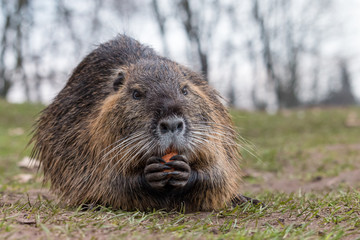 Portrait of adult coypu (Myocastor coypus) sitting on the ground and eating carrot. Furry brown nutria with white mustache holding carrot in paws. Wildlife scene from Czech nature.