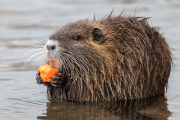 Young coypu (Myocastor coypus) sitting in the water and chewing carrot. Furry brown nutria with white mustache. Wildlife scene from Czech nature.