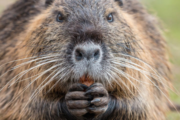 Close-up portrait of adult coypu (Myocastor coypus) chewing carrot. Furry brown nutria with white...