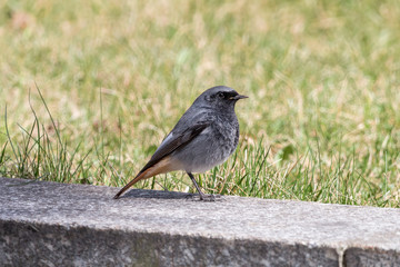 Black redstart, male, sitting on stone border with green grass in background. Tithy's redstart, blackstart or black redtail (Phoenicurus ochruros) is beautiful passerine songbird with orange tail.