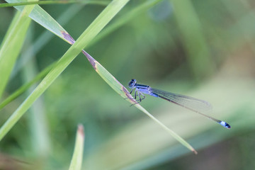 Blue-tailed damselfly or common bluetail (Ischnura elegans) sitting on stalk of grass with green blurred background. Beautiful elegant dragonfly with head and thorax patterned with blue and black.