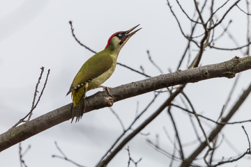European green woodpecker (Picus viridis) sitting on tree branch with open beak. Calling or singing green bird. Spring, Czech Republic.