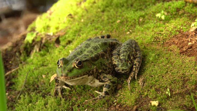 Lake green frog Pelophylax ridibundus sits on the moss and shore of a wild lake in the foothills of the North Caucasus