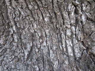 Naklejka premium Corteza del árbol genero Quercus