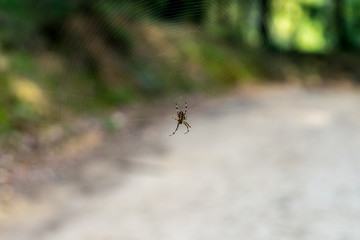 Cross spider in the cobweb