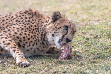 Cheetah (Acinonyx jubatus) eating fresh meat on grass. Beautiful big cat with spotted pelage and black tear-like streaks on the face.