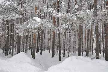 зима зимний лес в снегу  сосны парк тишина снег на ветках 