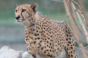 Cheetah (Acinonyx jubatus) on blurred green background. Beautiful big cat with spotted pelage and black tear-like streaks on the face.