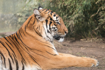 Fototapeta na wymiar Portrait of lying Malayan tiger (Panthera tigris) with blurred green background. Beautiful big cat with black stripes on orange pelage.