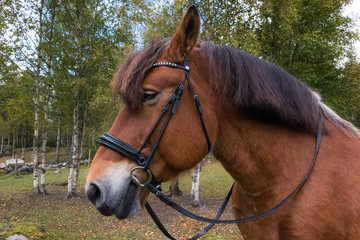 Ardenner  Stute mit Halfter ,Portraitaufnahme