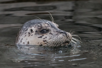 Common seal blowing bubbles in the water. Close-up portrait of cute Harbor seal (Phoca vitulina) with funny face.
