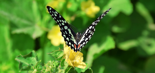 butterfly on flower ready to fly