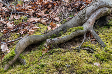 Autumn in the forest: curved roots, green moss, beech fallen leaves on the ground.