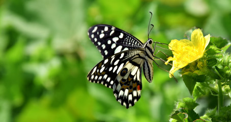 butterfly on flower collect honey