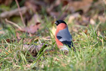 Eurasian or common bullfinch (Pyrrhula pyrrhula) sitting in green grass. Red songbird, male, with black cap and face.