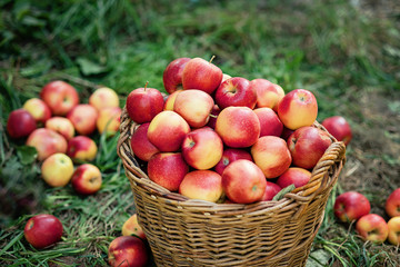 Apple harvest. Ripe red apples in the basket on the green grass.