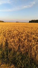 Blue sky, Golden wheat field.