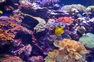 Zebrasoma flavescens. Bright yellow tropical fish and colored corals under water