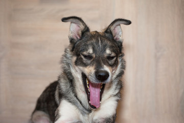 funny gray dog with wide open mouth