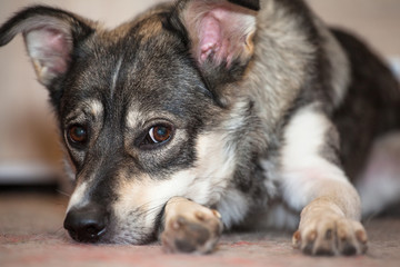 Pretty sad dog with sad eyes