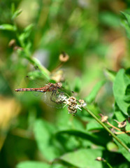 Red dragonfly