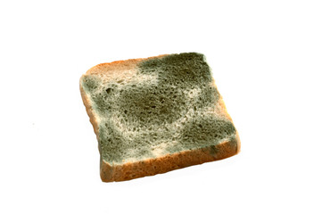 Mold growing rapidly on moldy bread  on white background..Scientists modify fungus found on bread into an anti-virus chemical.