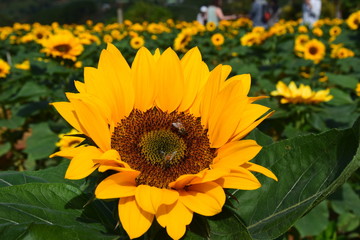 bee on sunflower
