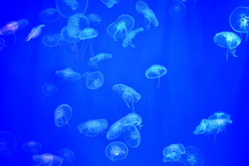 Fototapeta premium flock transparent jellyfish under water in aquarium on blue background in rays of light
