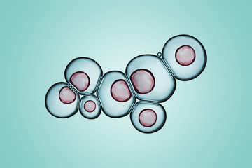 Cells division process, Cell divides into two cells