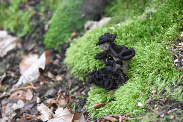 Horn of plenty mushrooms Craterellus cornucopioides in nature. The Black Trumpet fungi © Ivan