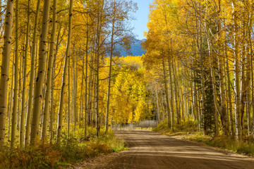Obraz premium Mountain Road in Golden Aspen Grove - Autumn view of a mountain road winding through a dense aspen grove. Kebler Pass, Crested Butte, Colorado, USA.