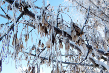 snowy winter. snow on the branches